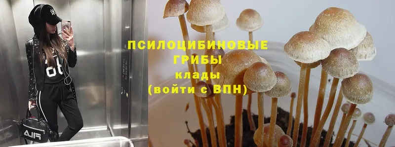 Галлюциногенные грибы Cubensis  omg tor  Ардон  закладки 